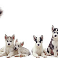 Siberian Husky family Photograph by Warren Photographic Siberian Husky family Photograph by Warren Photographic