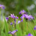 Siberian Iris Blooms by Sue Capuano