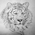 Siberian Tiger Drawing by Vallee Johnson Siberian Tiger Drawing by Vallee Johnson