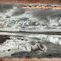 Sight the beach of deception by Micah Offman
