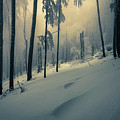 Silent Wood Photograph by Evgeni Dinev Silent Wood Photograph by Evgeni Dinev