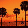 Silhouetted Palm Trees  by Nick Zelinsky Jr
