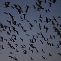 Silhouetted Sandhills Photograph by Paula Guttilla Silhouetted Sandhills Photograph by Paula Guttilla
