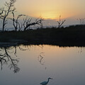 Silhouetted Trees and Bird at Sunrise on Jekyll Island by Bruce Gourley