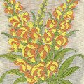 Silk Antirrhinum Photograph by Elaine Teague Silk Antirrhinum Photograph by Elaine Teague