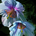 Silk Poppies Photograph by Marilyn Cornwell Silk Poppies Photograph by Marilyn Cornwell