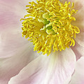 Simple Beauty by Jill Love