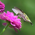 Simple Pleasure Hummingbird Photograph by Christina Rollo Simple Pleasure Hummingbird Photograph by Christina Rollo
