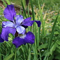 Simply Iris Photograph by K P Simply Iris Photograph by K P