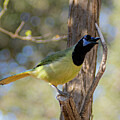 Singing Green Jay by Cheri Freeman