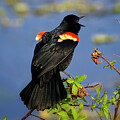 Singing In The Wetlands by Mary Lou Chmura
