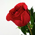 Single Red Rose Photograph by Gwen Gibson Single Red Rose Photograph by Gwen Gibson