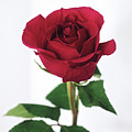 Single Red Rose with White Background Photograph by Gwen Gibson Single Red Rose with White Background Photograph by Gwen Gibson