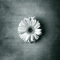Single White Bloom by Steve Kelley