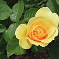 Single Yellow Rose Bloom Photograph by K P Single Yellow Rose Bloom Photograph by K P