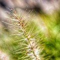 Singular Blade of Grass Photograph by Evan Foster Singular Blade of Grass Photograph by Evan Foster