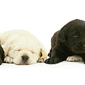 Six Sleepy black and yellow Goldador pups Photograph by Warren Photographic