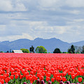 Skagit Valley Tulip Farm by E Faithe Lester