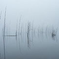 Skeleton Trees In The Fog Photograph by Kristia Adams Skeleton Trees In The Fog Photograph by Kristia Adams