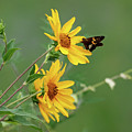 Skipper on Yellow Flowers Photograph by Mindy Musick King Skipper on Yellow Flowers Photograph by Mindy Musick King