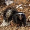 Skunk 42025 by Paul Freidlund