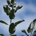 Sky Branches Photograph by Heather E Harman Sky Branches Photograph by Heather E Harman