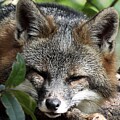 Sleeping Gray Fox by Robert Sharpe