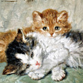 Sleeping kitten - Digital Remastered Edition by Henriette Ronner-Knip Sleeping kitten - Digital Remastered Edition by Henriette Ronner-Knip