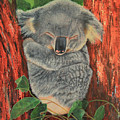 Sleeping Koala Painting by Jeanette French Sleeping Koala Painting by Jeanette French