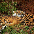 Sleeping Tigers Photograph by Bob Cournoyer Sleeping Tigers Photograph by Bob Cournoyer