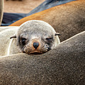 Sleepy Joe by Stefan Knauer