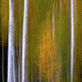 Slice of Aspens by Art Cole