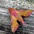 Small Elephant Hawk-moth, Deilephila porcellus by Tony Mills