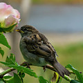 Smell The Roses Photograph by Cathy Kovarik Smell The Roses Photograph by Cathy Kovarik