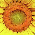 Smile Photograph by Lens Art Photography By Larry Trager Smile Photograph by Lens Art Photography By Larry Trager