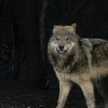 Smiley the Friendliest Lassen Pack Wolf Photograph by Randy Robbins Smiley the Friendliest Lassen Pack Wolf Photograph by Randy Robbins