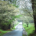 Smoky Mountains Cades Cove Spring by Theresa D Williams Smoky Mountains