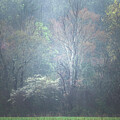 Smoky Mountains Dogwood Winter  by Theresa D Williams Smoky Mountains