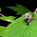 Snails Journey Photograph by Melissa Southern Snails Journey Photograph by Melissa Southern