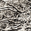 Snow Branch Photograph by John Linnemeyer Snow Branch Photograph by John Linnemeyer