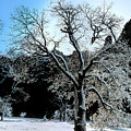 Snow Covered Black Oaks Quercus Kelloggii Yosemite Photograph by Dave Welling Snow Covered Black Oaks Quercus Kelloggii Yosemite Photograph by Dave Welling