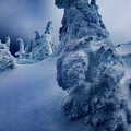 Snow Covered Trees 5 Photograph by Pelo Blanco Photo Snow Covered Trees 5 Photograph by Pelo Blanco Photo