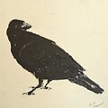 Snow Crow by Ruth Kamenev