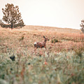 Snow Doe Photograph by William Boggs Snow Doe Photograph by William Boggs