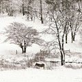 Snow Donkey by Carien Schippers