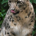 Snow Leopard 1 Photograph by Melissa Southern Snow Leopard 1 Photograph by Melissa Southern