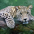 Snow Leopard Digital Art by Denise Dundon Snow Leopard Digital Art by Denise Dundon