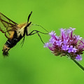 Snowberry Hummingbird  Moth by William Jobes