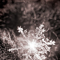 Snowflake Sparkle Photograph by Tina Uihlein Snowflake Sparkle Photograph by Tina Uihlein