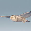 Snowy Angel Panoramic Photograph by James Overesch